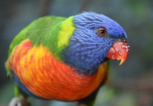 Gros plan d'un Loriini coloré sur un arrière-plan flou