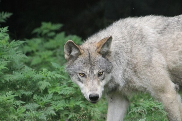 Gros plan d'un loup gris avec un regard féroce et de la verdure en arrière-plan