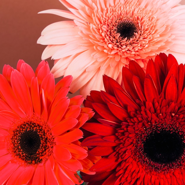 Gros plan, lumineux, gerbera, fleurs