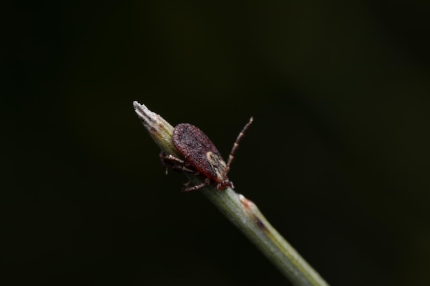 Gros plan macro d'un acarien sur tige florale