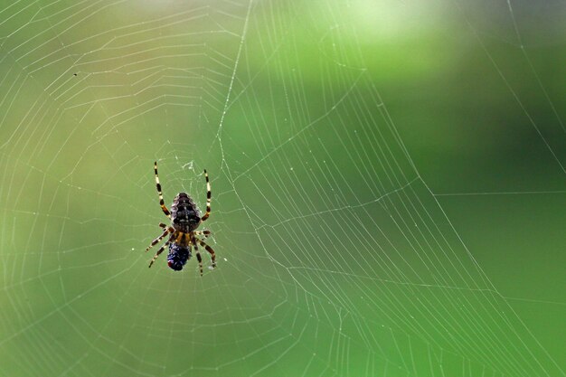 Gros plan macro d'une araignée avec une mouche fraîchement pêchée et le web