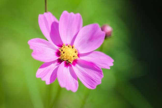 Gros plan macro flower