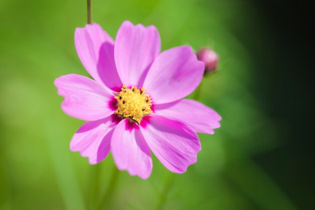 Gros plan macro flower