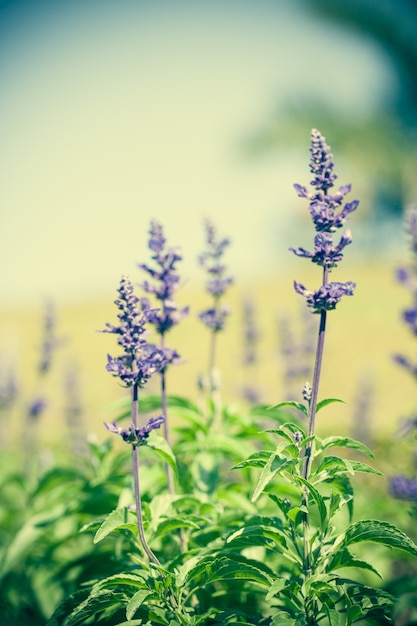 Gros plan macro flower