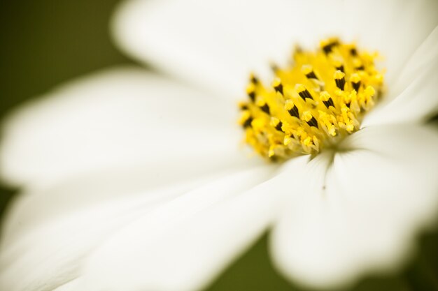 Photo gratuite gros plan macro flower