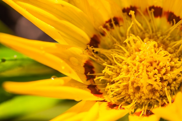 Gros plan macro flower