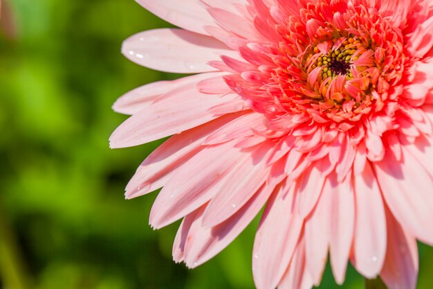 Gros plan macro flower