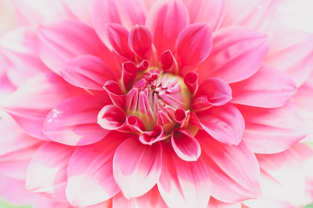 Photo gratuite gros plan macro flower