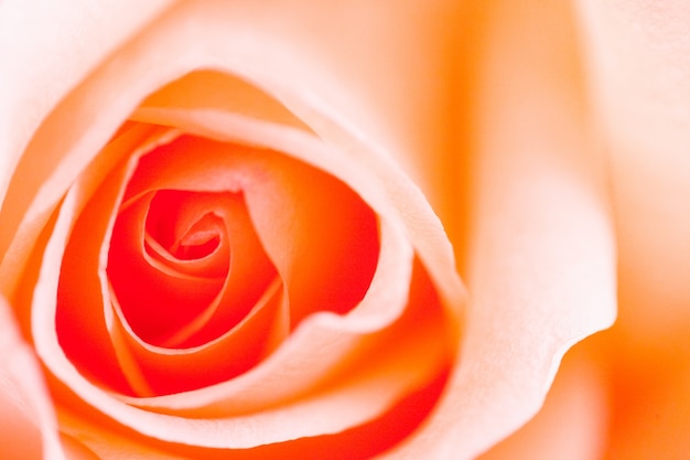 Images de Rose Orange – Téléchargement gratuit sur Freepik