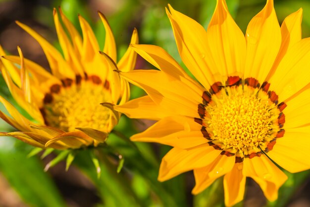 Gros plan macro flower