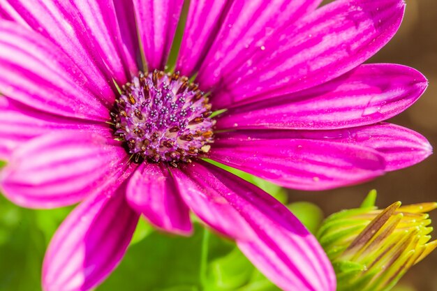 Gros plan macro flower