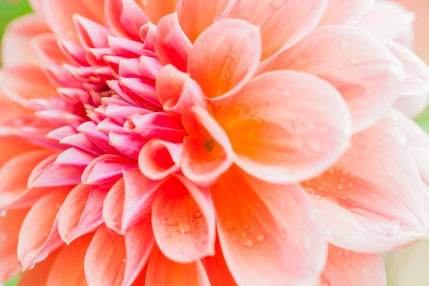 Photo gratuite gros plan macro flower