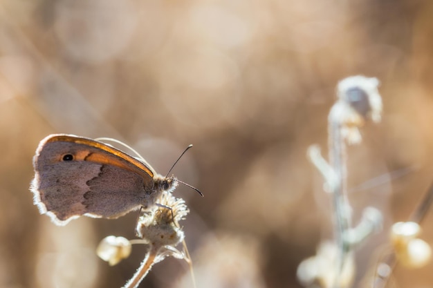 Gros plan macro focus d'un papillon dans un environnement naturel