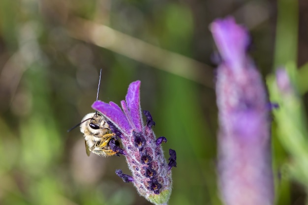 Gros plan macro focus shot d'une abeille sur une fleur