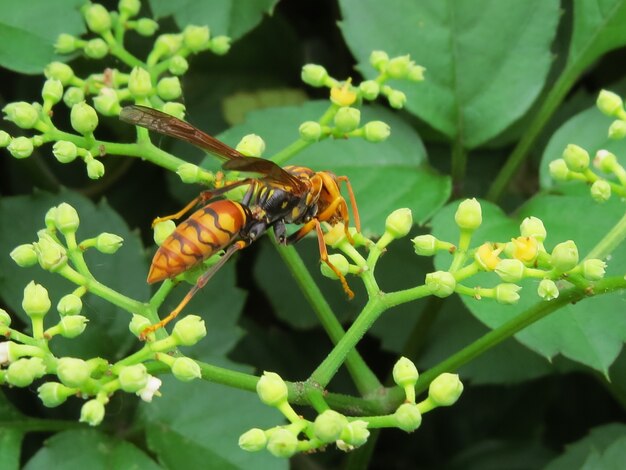 Gros plan macro d'un frelon sur les bourgeons à feuilles