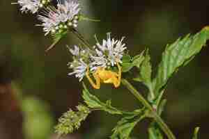 Photo gratuite gros plan macro sur une petite araignée jaune rampant sur une fleur