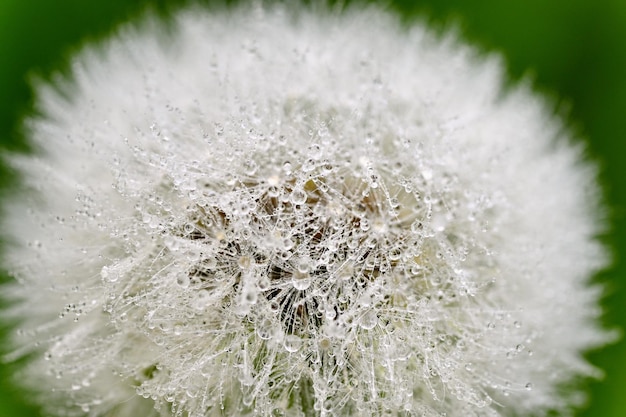 Photo gratuite gros plan macro de pissenlit avec des gouttes de rosée fond coloré naturel