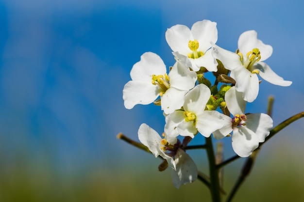 Un gros plan macro d'une usine de fusée à mur blanc avec des fleurs en fleurs à Malte