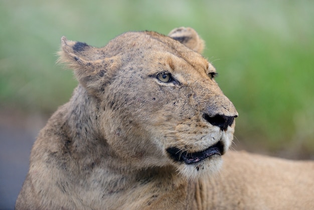 Gros plan d'une magnifique lionne sur une route dans la jungle africaine