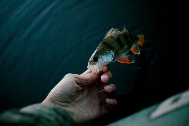 Gros plan d&#39;une main de pêcheur avec du poisson frais