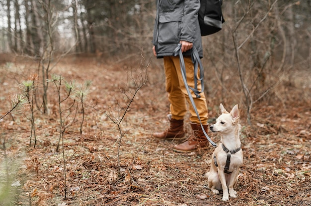 Gros plan main tenant la laisse de chien