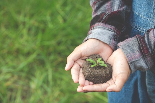 Gros plan de la main tenant la plante