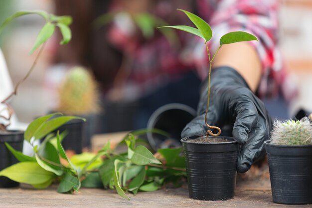 Gros plan de la main tenant la plante