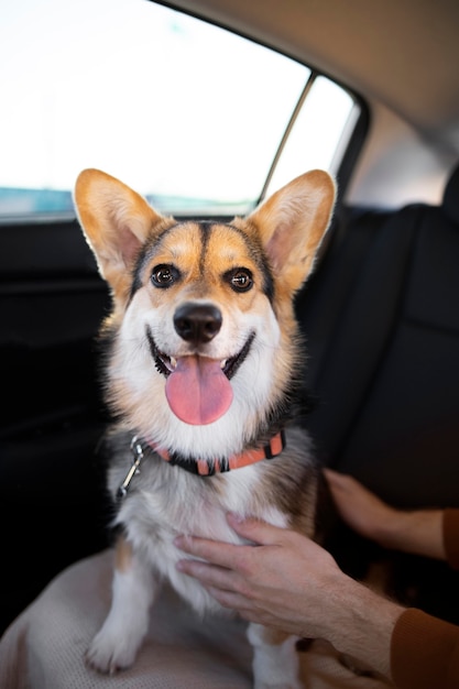 Gros plan des mains caressant un chien mignon