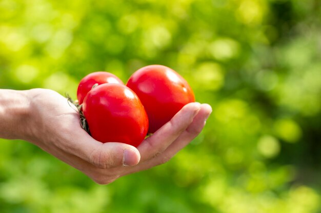 Gros plan, mains, tenue, bio, tomates