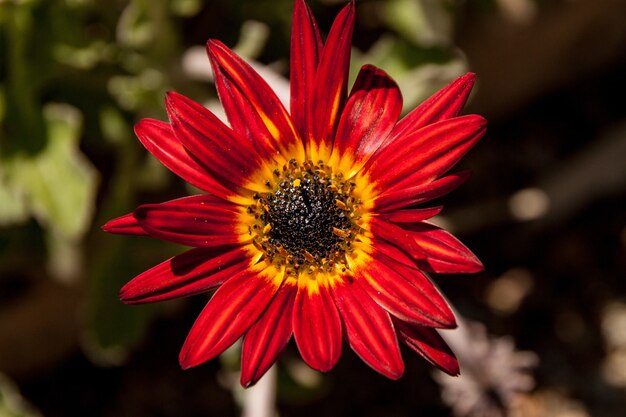 Gros plan d'une marguerite africaine rouge