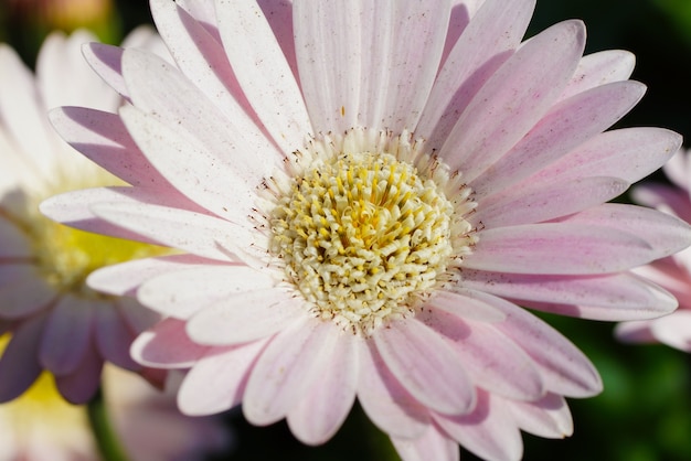 Gros plan d'une marguerite rose transvaal sous la lumière du soleil pendant la journée