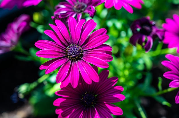 Gros plan de marguerites africaines entouré de verdure dans un champ sous la lumière du soleil pendant la journée