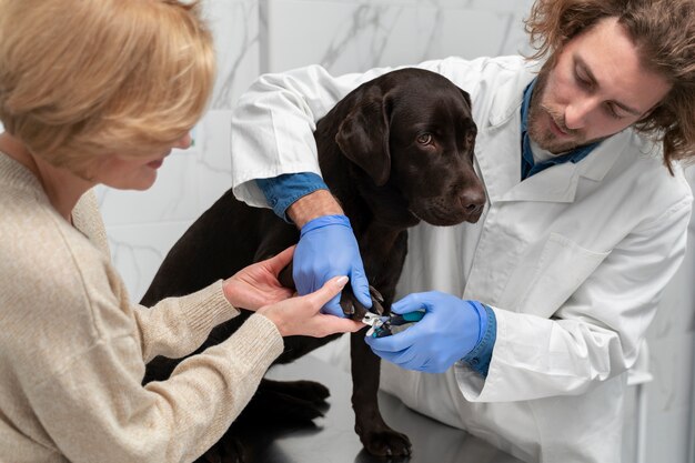 Gros plan médecin coupant les ongles du chien