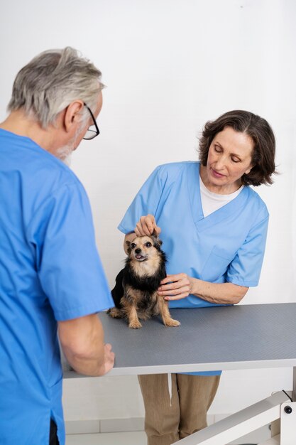 Gros plan sur un médecin vétérinaire prenant soin d'un animal de compagnie