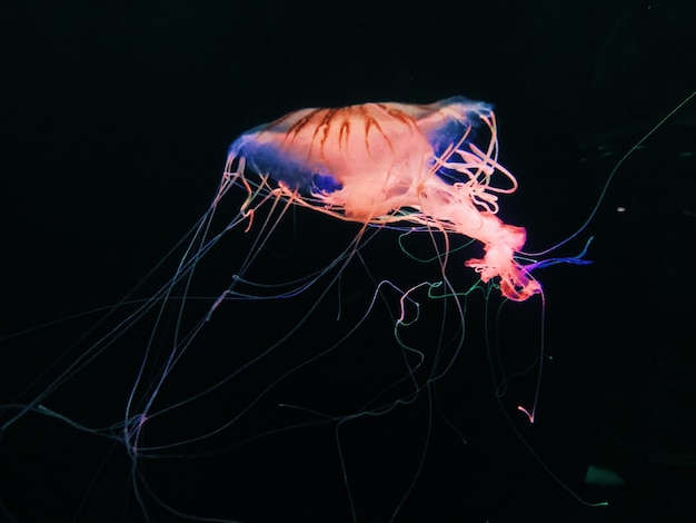 Gros plan d'une méduse nageant dans la mer