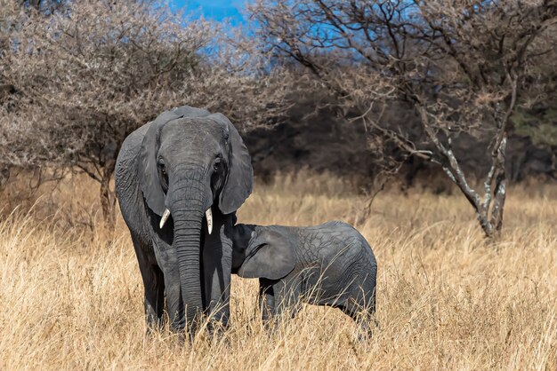 Un gros plan d'une mère éléphant nourrir le bébé