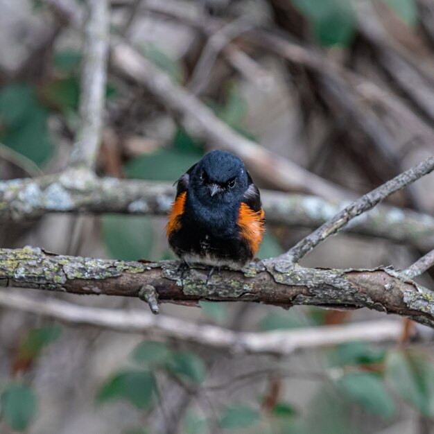 Gros plan d'un merle à ailes rouges sur une branche