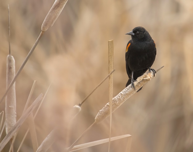 Gros plan d'un merle à ailes rouges debout sur une plante sèche