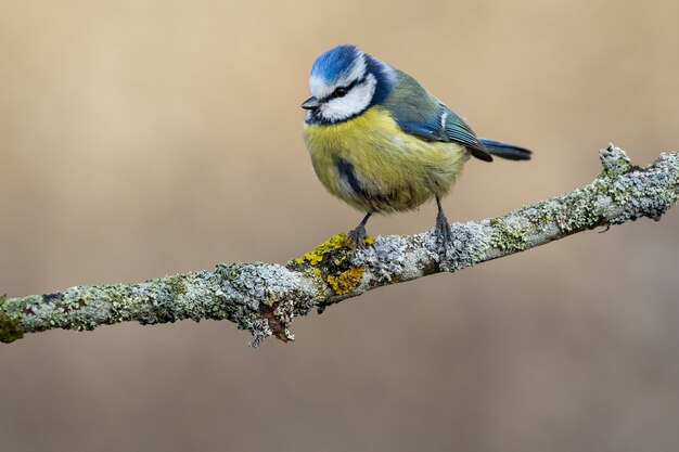 Gros plan d'une mésange bleue eurasienne debout sur une branche sous la lumière du soleil