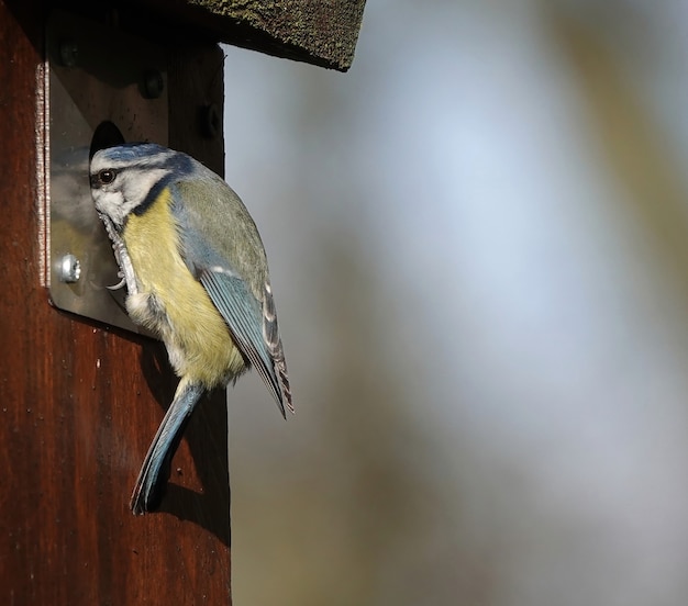 Gros plan d'une mésange bleue eurasienne