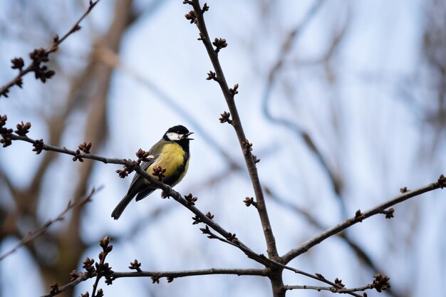 Gros plan d'une mésange charbonnière perchée sur une branche d'arbre germée avec un bec ouvert