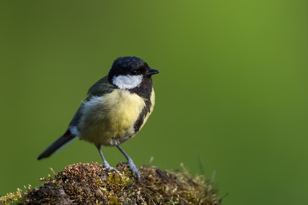 Gros plan d'une mésange à dos châtaignier mignon perché sur un rocher