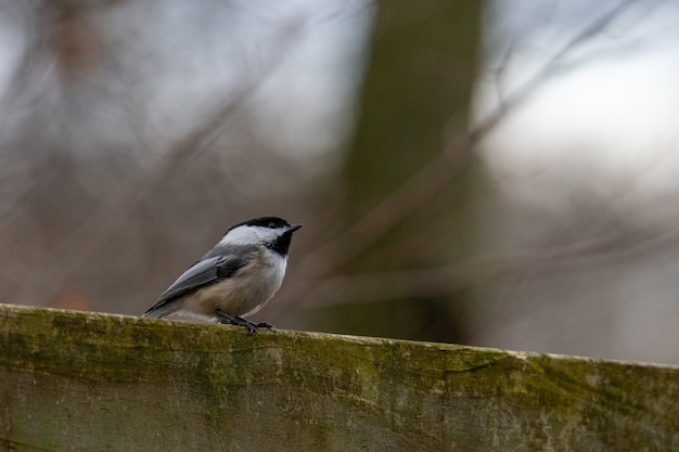 Gros plan d'une mésange à tête noire perchée sur bois