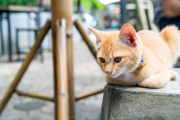Gros Plan Mignon Bebe Chat Orange Photo Premium Gros Plan Mignon Bebe Chat Orange Photo Premium
