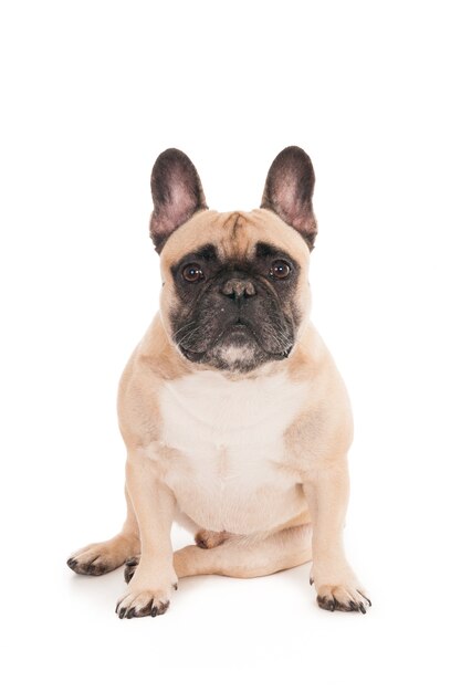 Gros plan d'un mignon bouledogue isolé sur fond blanc