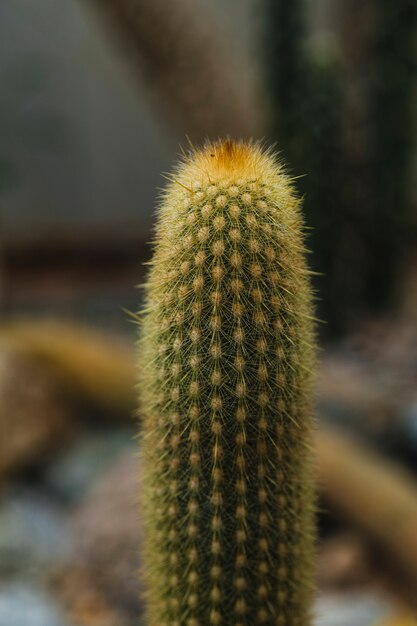 Gros plan, mignon, cactus