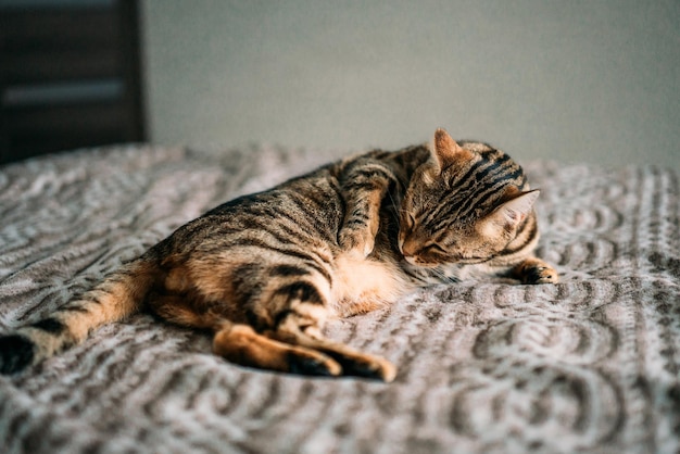 Gros plan d'un mignon chat Bengal endormi