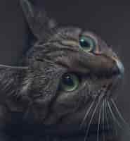 Photo gratuite gros plan d'un mignon chat gris domestique regardant avec de beaux grands yeux