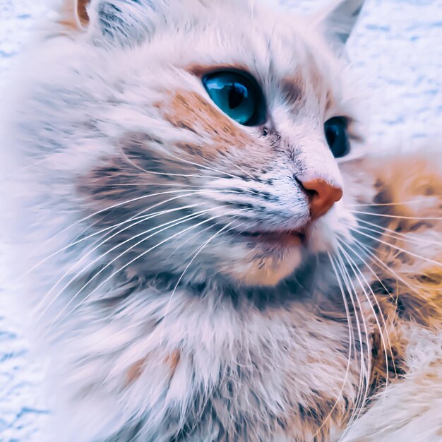 Gros plan d'un mignon chat moelleux aux yeux bleus vifs