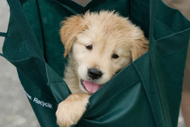 Gros plan d'un mignon chiot golden retriever dans un sac en tissu vert